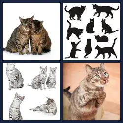 4 Fotos 1 Palavra GATOS